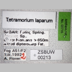 Tetramorium laparum Bolton, 1977 label