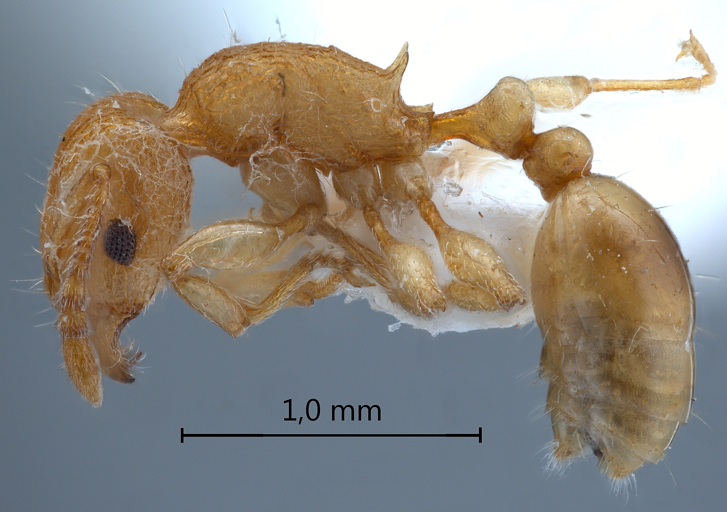 Tetramorium laparum lateral