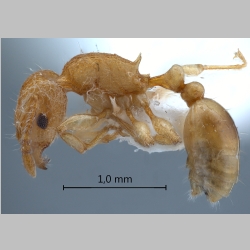 Tetramorium laparum Bolton, 1977 lateral