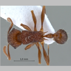 Tetramorium noratum Nylander, 1846 dorsal