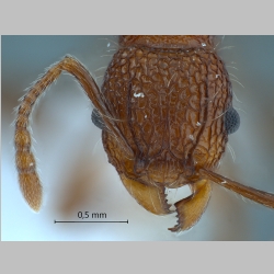 Tetramorium noratum Nylander, 1846 frontal