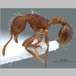 Tetramorium noratum Nylander, 1846 lateral