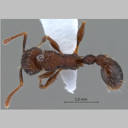 Tetramorium pacificum Mayr, 1870 dorsal