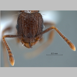 Tetramorium pacificum Mayr, 1870 frontal