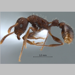 Tetramorium pacificum Mayr, 1870 lateral