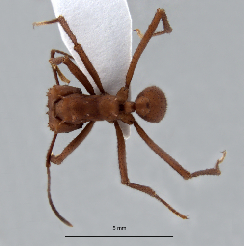 Acromyrmex octospinosus dorsal