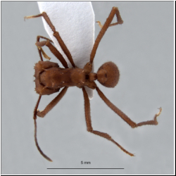 Acromyrmex octospinosus Forel 1902 lateral
dorsal