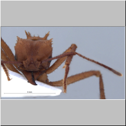 Acromyrmex