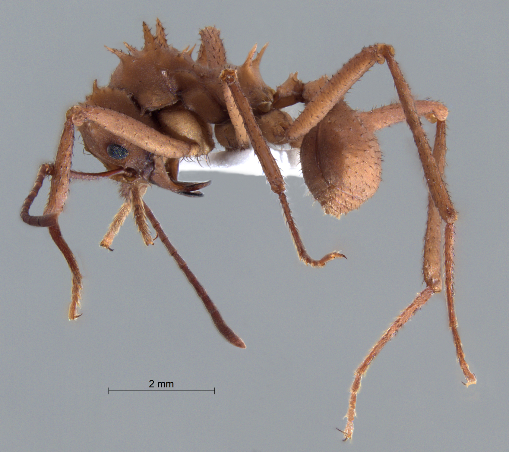  Acromyrmex octospinosus lateral