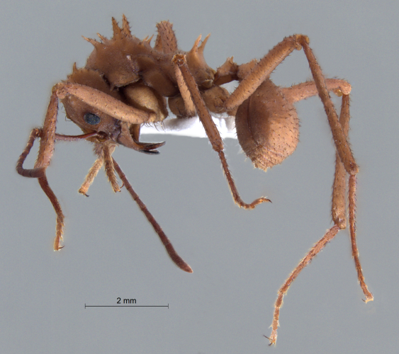  Acromyrmex octospinosus
  lateral