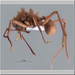 Acromyrmex octospinosus Forel 1902