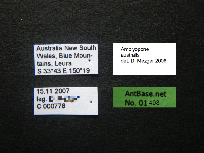 Amblyopone australis label