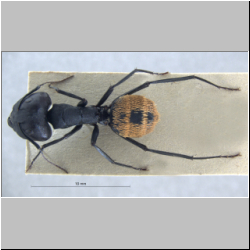 Camponotus fulvopilosus major (De Geer, 1778) lateral
dorsal