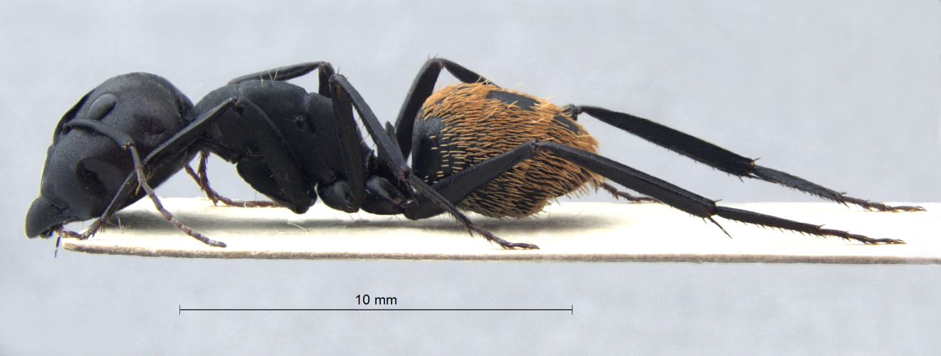  Camponotus fulvopilosus major
  lateral