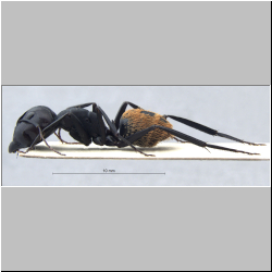 Camponotus fulvopilosus major (De Geer, 1778)