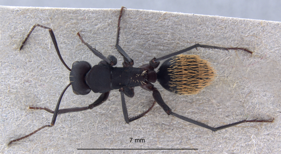 Camponotus fulvopilosus minor dorsal