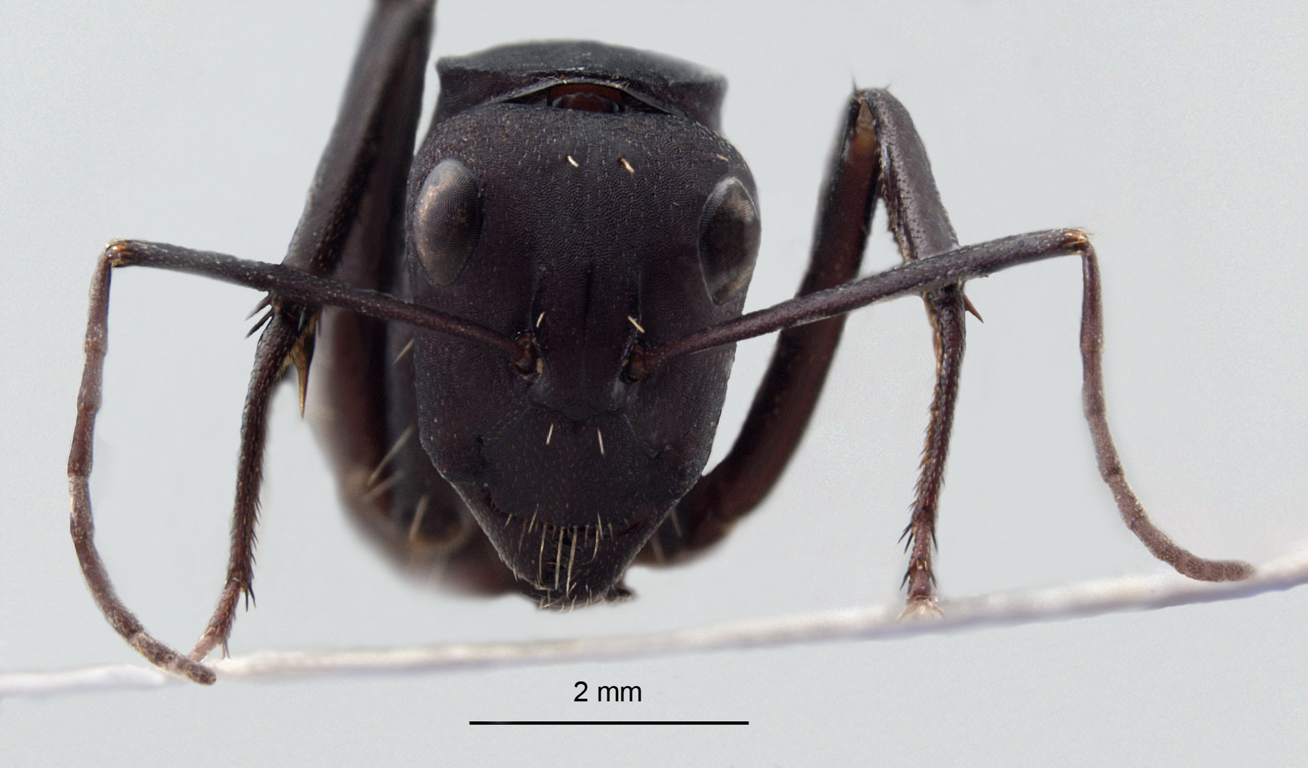  Camponotus fulvopilosus minor frontal