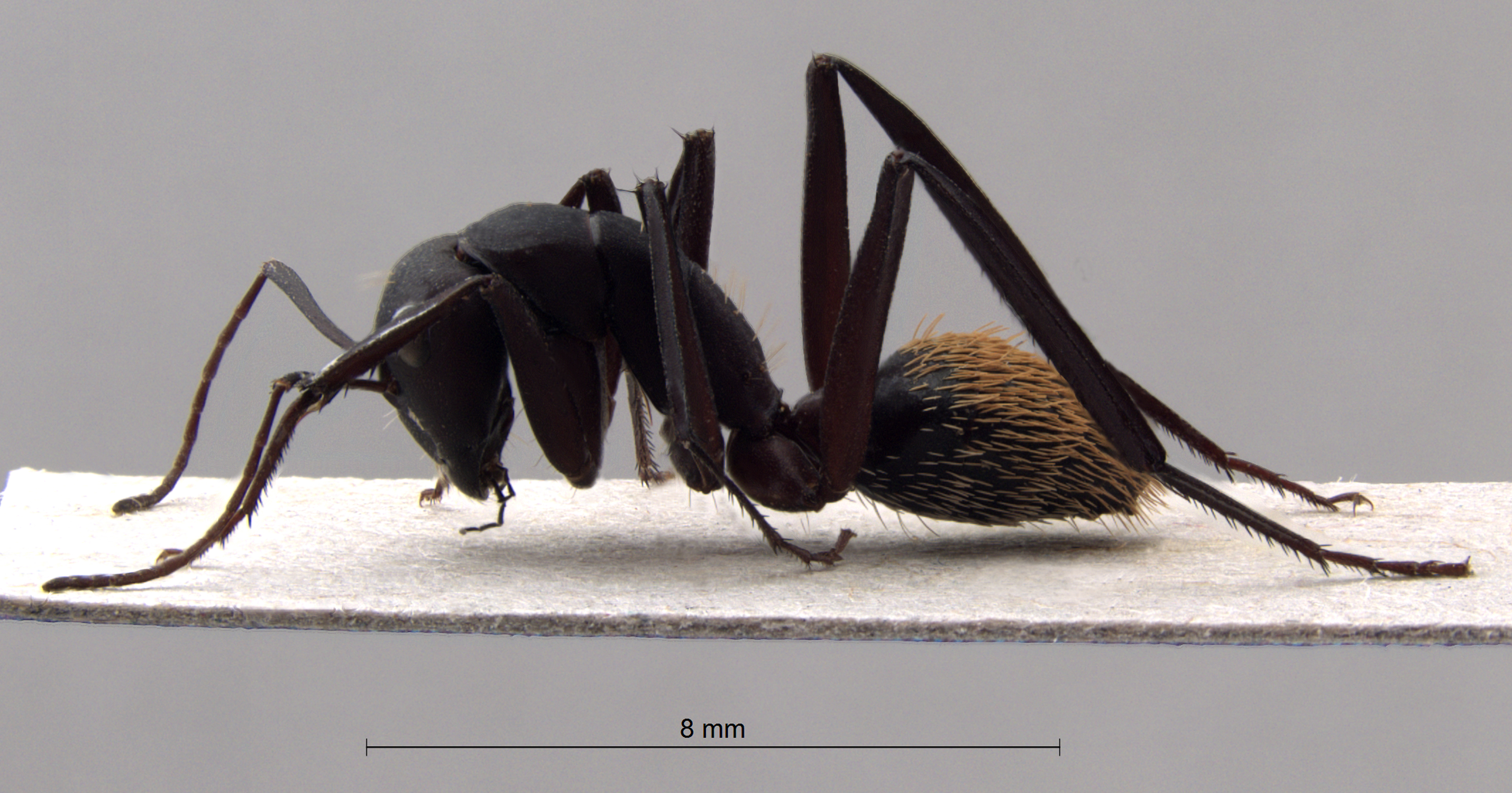  Camponotus fulvopilosus minor lateral