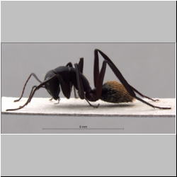 Camponotus fulvopilosus minor (De Geer, 1778)