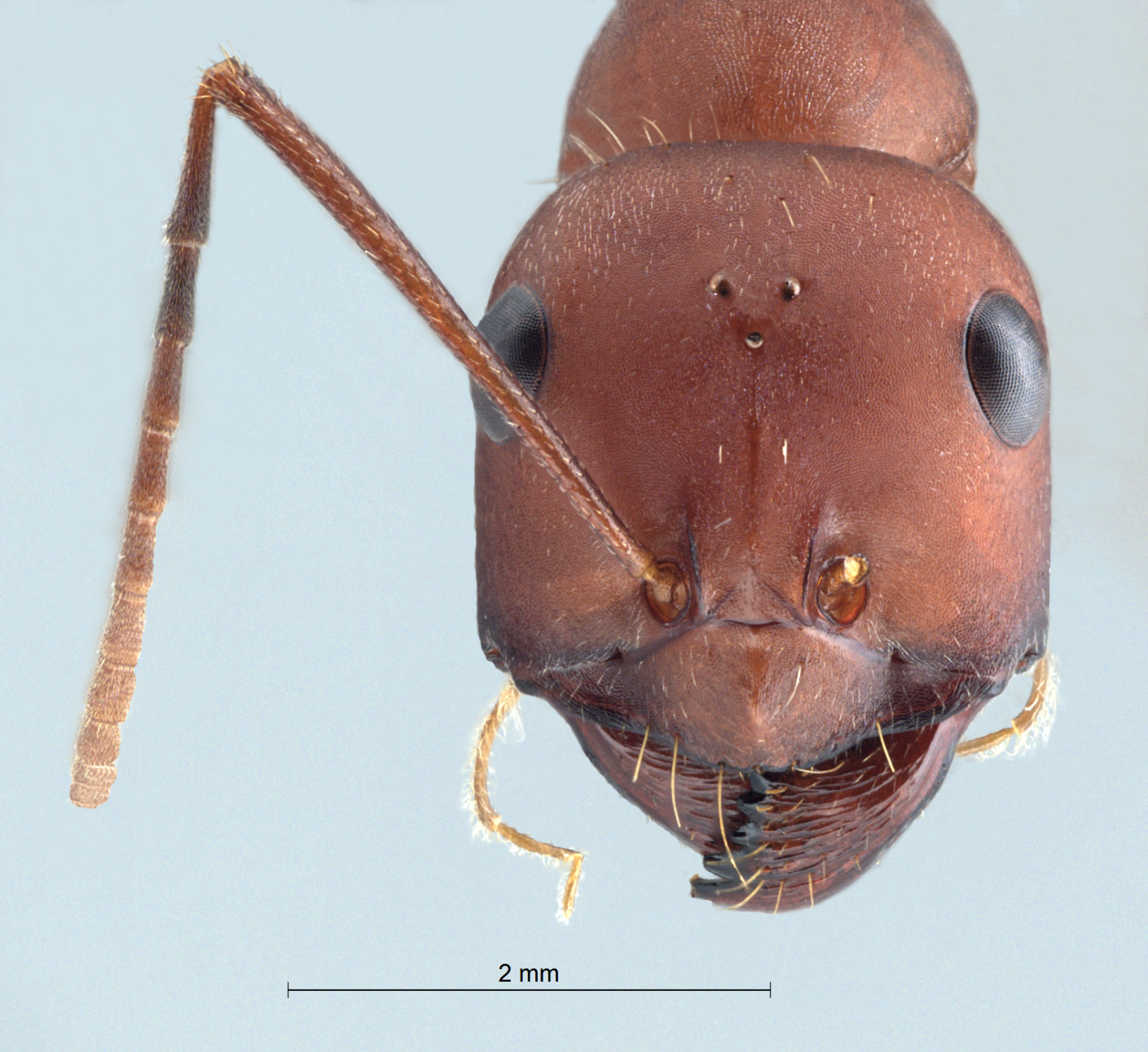  Cataglyphis nodus frontal