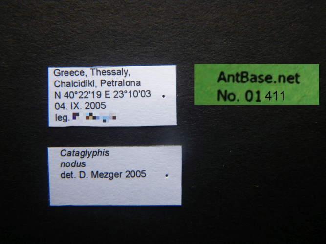 Cataglyphis nodus label