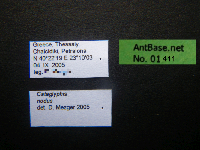 polyrhachis-boltoni label