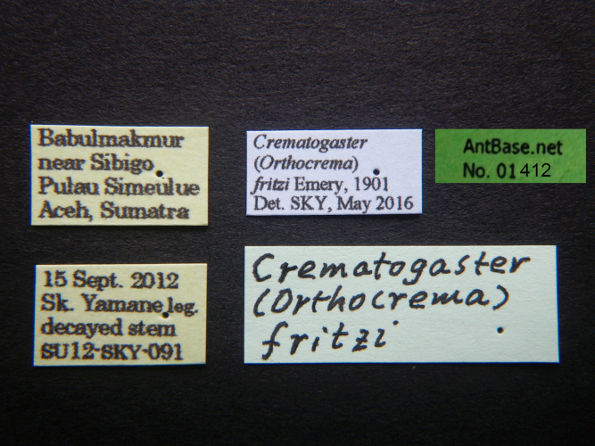 Crematogaster fritzi label