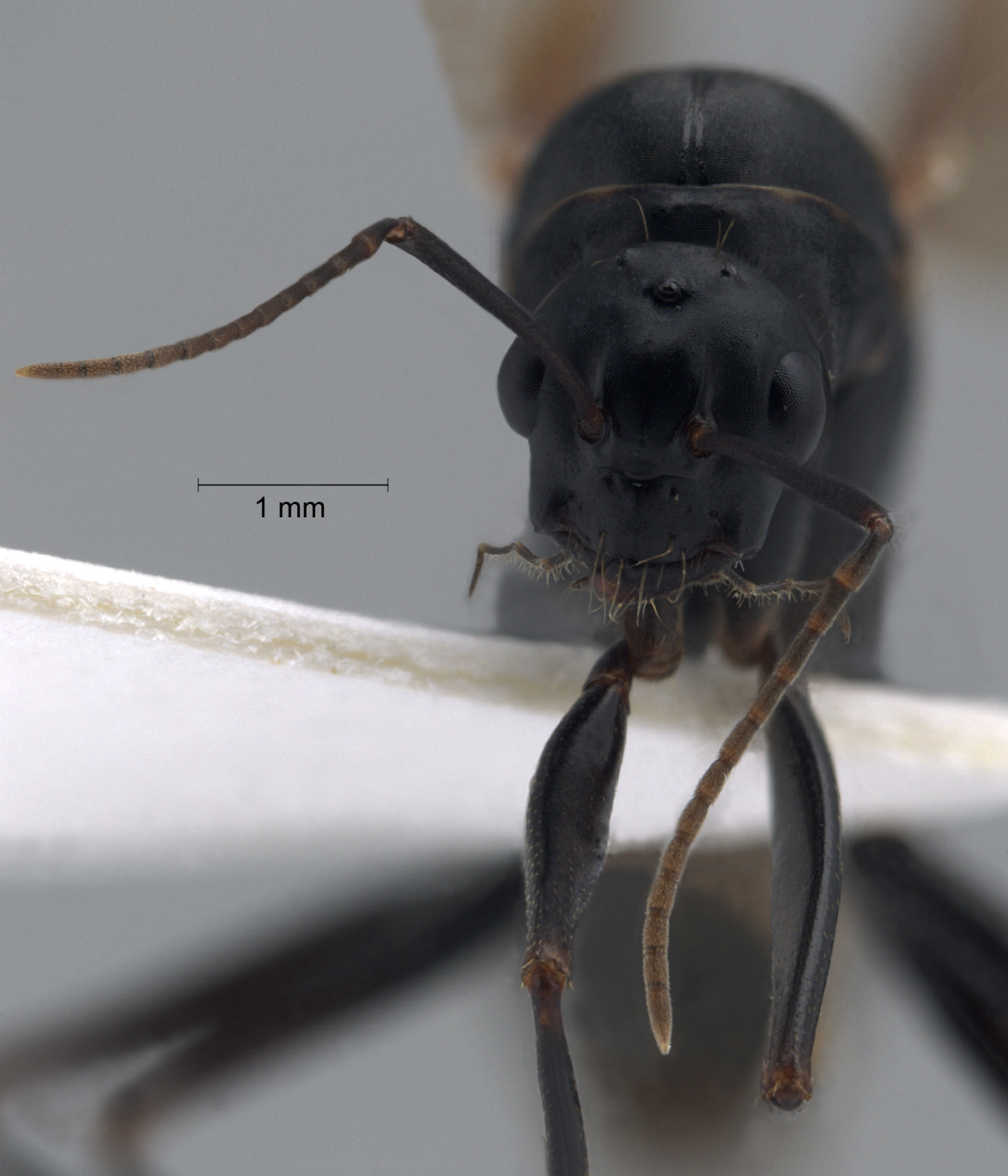 Acanthomyrmex ferox queen frontal