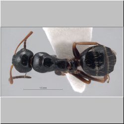 Camponotus piceus (Latreille, 1802)