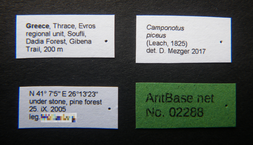 Camponotus piceus label