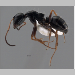  Camponotus piceus (Leach, 1825)