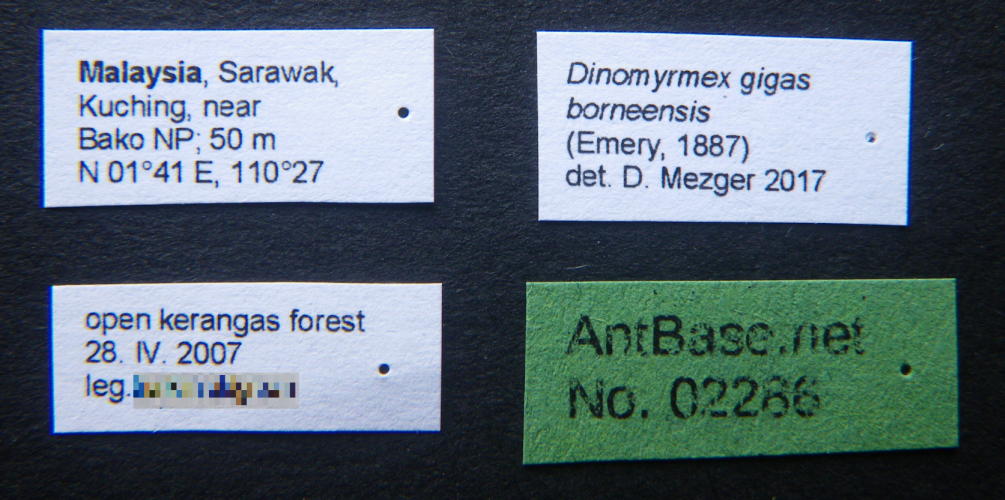 Dinomyrmex gigas borneensis label