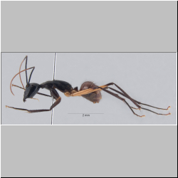  Dinomyrmex gigas borneensis (Emery, 1887)