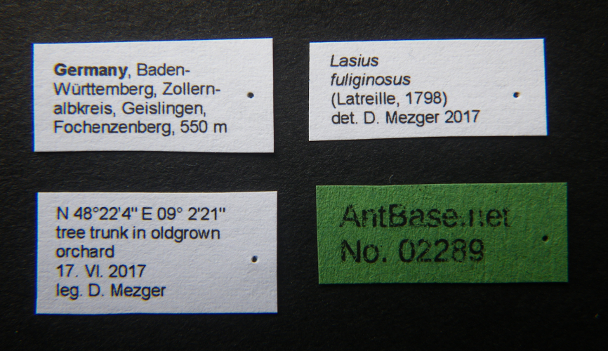 Lasius fuliginosus label