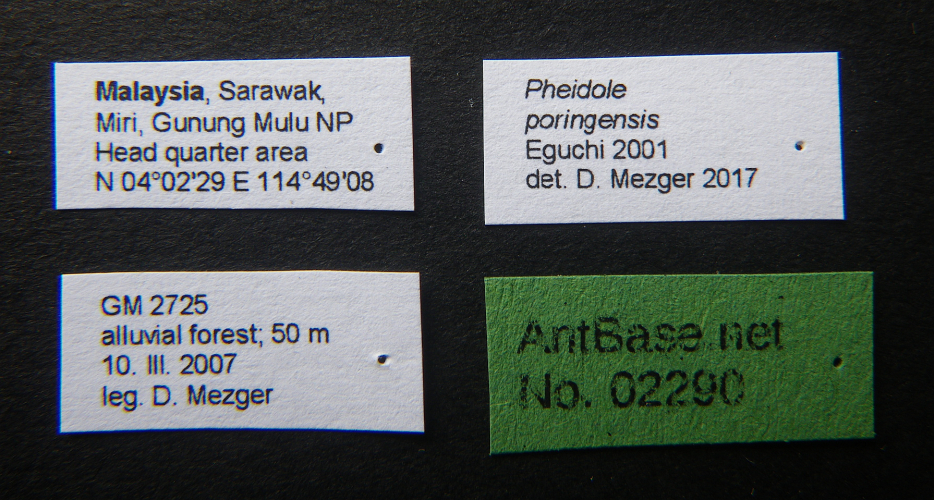 Pheidole poringensis label