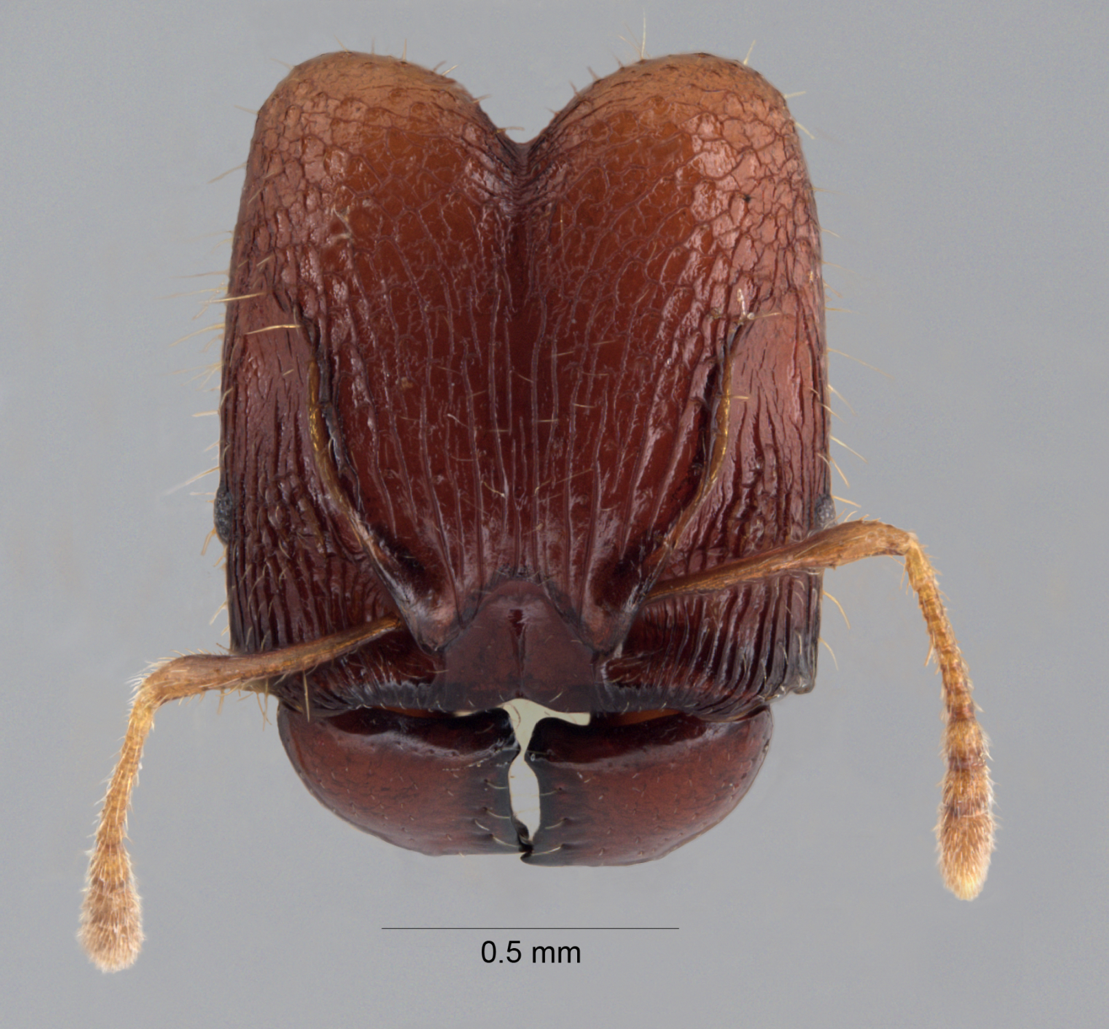 Acanthomyrmex ferox queen frontal