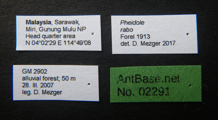 Pheidole rabo label