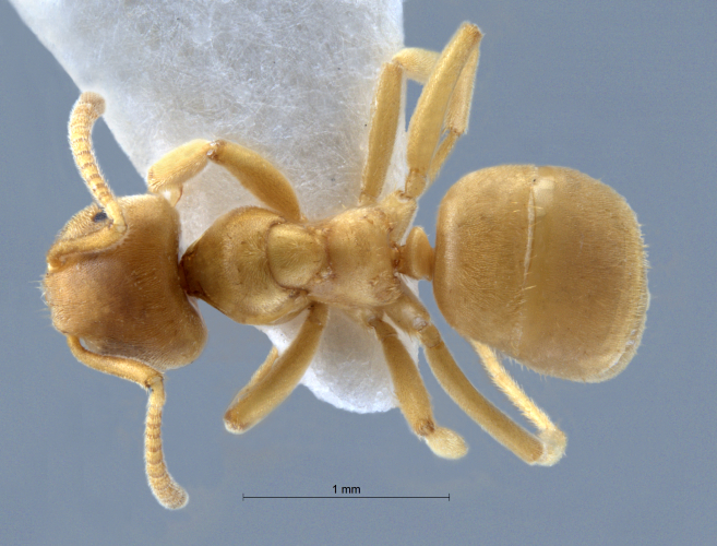 Lasius flavus