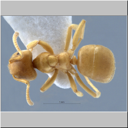 Lasius flavus (Terayama, 2009) 