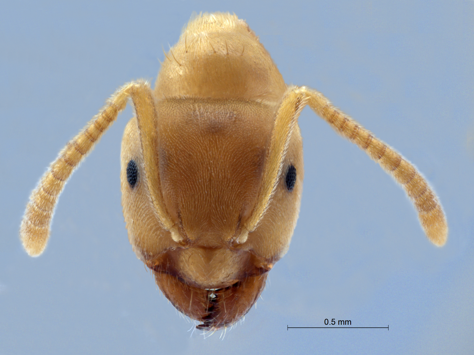 Lasius flavus