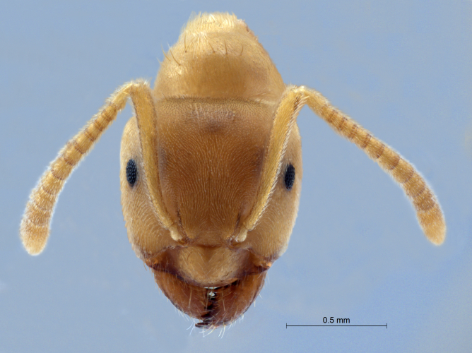 Lasius flavus frontal