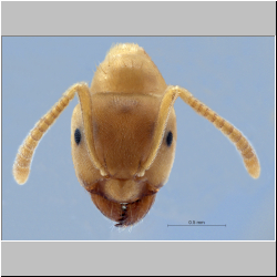 Lasius