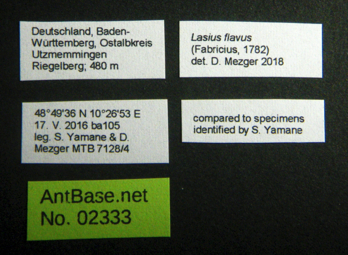 Lasius flavus label