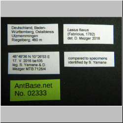Lasius flavus   (Fabricius, 1782)