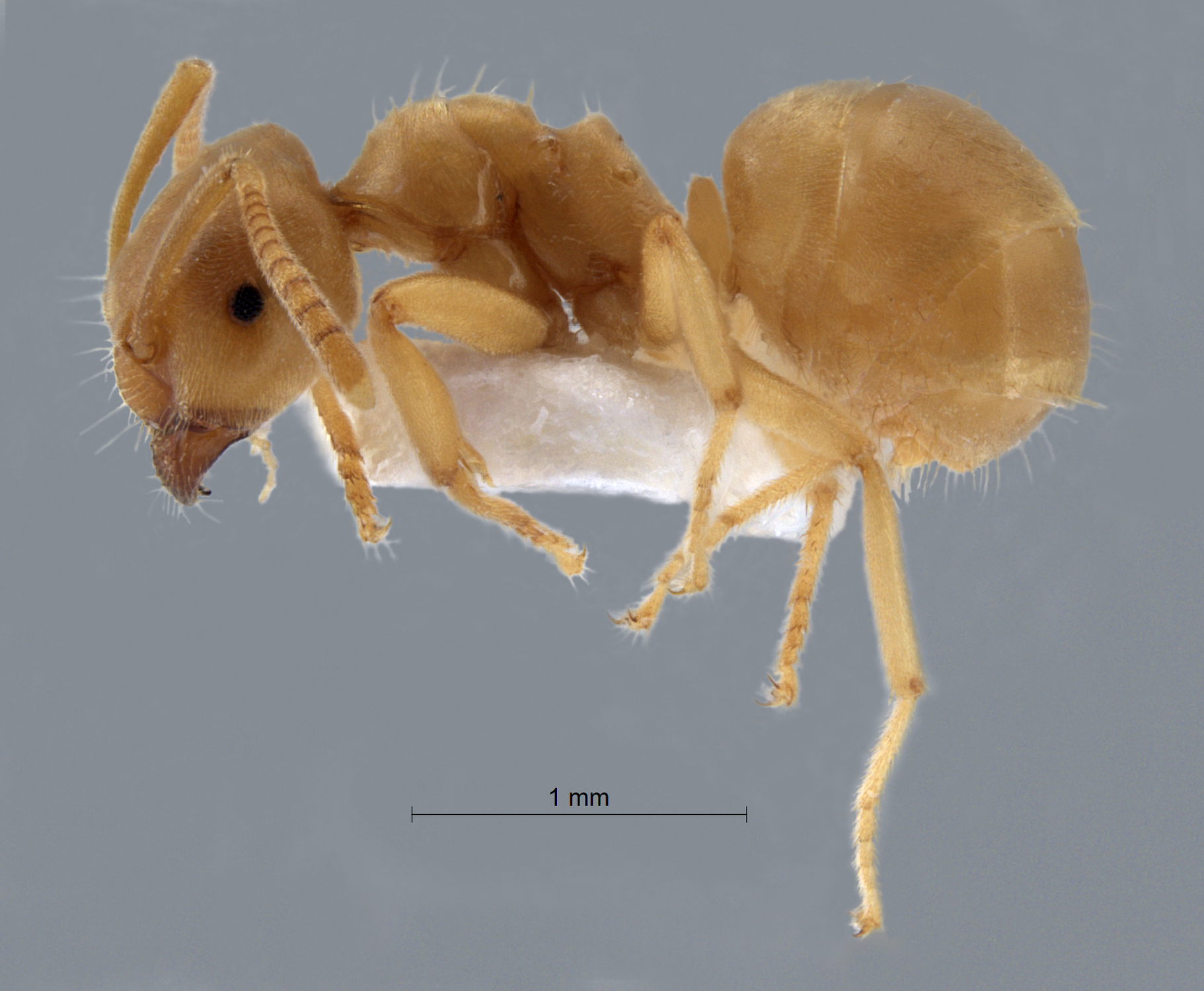 Lasius flavus lateral