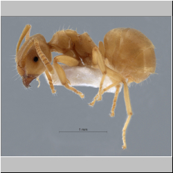 Lasius flavus   (Fabricius, 1782)