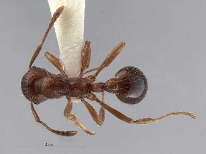 Myrmica rubra