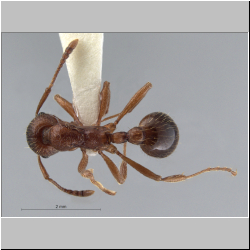 Myrmica rubra (Terayama, 2009) 