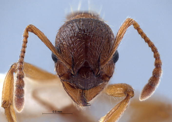 Myrmica rubra frontal