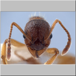 Myrmica